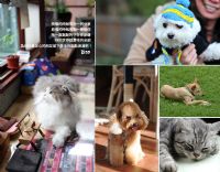 寵物紀念相片書，A5平裝隨身本 32頁 699元!! 參加寵物聚會時輕鬆攜帶好分享!!!_圖片(2)
