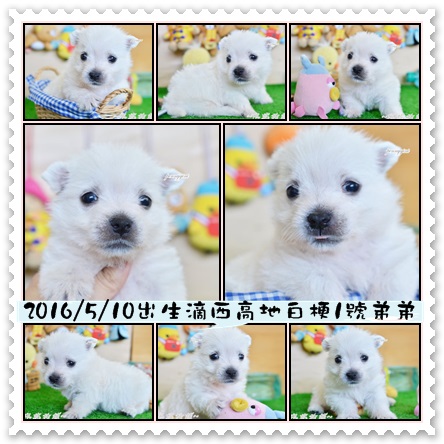 西高地白梗(西莎)幼犬 - 20160628194602-114473387.jpg(圖)