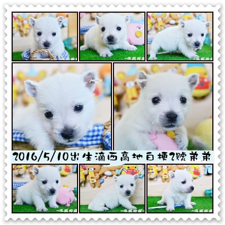 西高地白梗(西莎)幼犬 - 20160628195035-114708475.jpg(圖)
