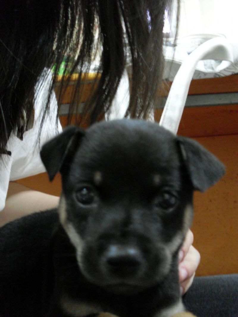 白&黑&黑 3隻可愛幼犬送養 請入內^^! - 20120921213825_234990812.JPG(圖)