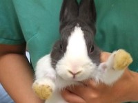 寵物為何要住院？高雄市亞幸動物醫院提醒飼主──不是常見的手術，就是簡單的手術。 －2《高雄,動物醫院》 - 20121003010749_197739734.jpg(圖)