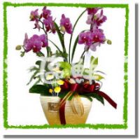 台中祝賀盆花~歡迎線上訂花 各類 花束、花禮 、盆栽 、禮堂佈置..等 樣式齊全_圖片(1)