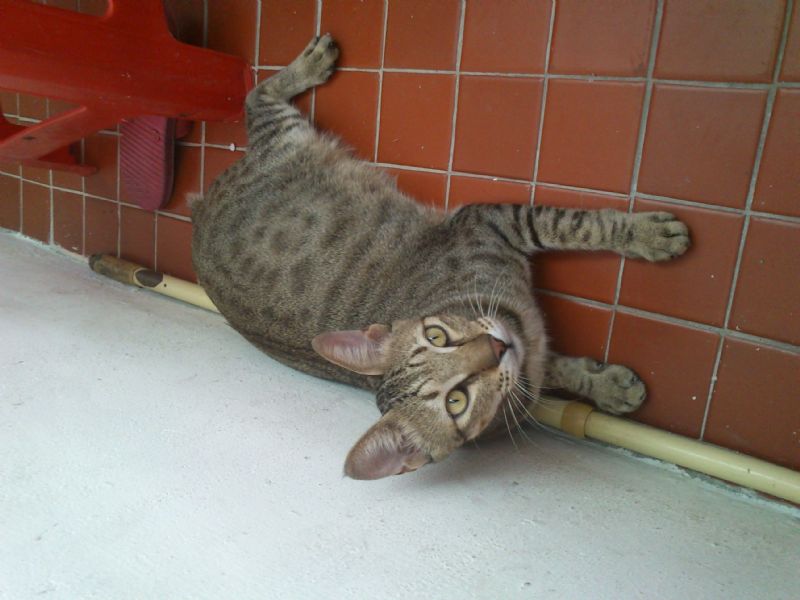 台北市松山區饒河街附近截尾不怕生虎斑貓  - 20121002034339_120971125.JPG(圖)