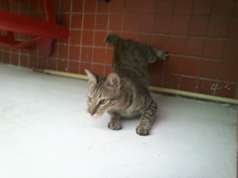 台北市松山區饒河街附近截尾不怕生虎斑貓  - 20121002034339_121092187.JPG(圖)