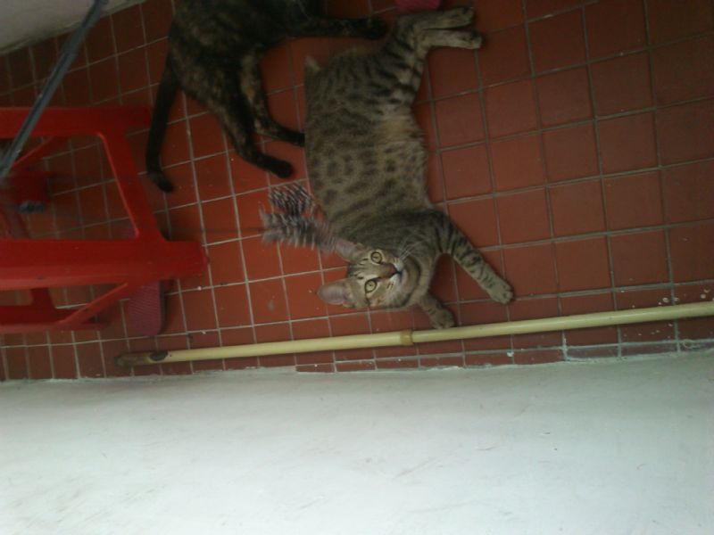 台北市松山區饒河街附近截尾不怕生虎斑貓  - 20121002034339_121126328.JPG(圖)