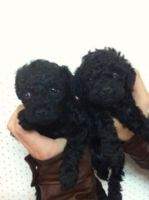 黑貴賓幼犬_圖片(1)
