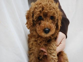 ●超可愛迷你貴賓幼犬 - 20121116165837_56723500.jpg(圖)