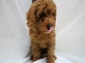 ●超可愛迷你貴賓幼犬 - 20121116165837_56741781.jpg(圖)