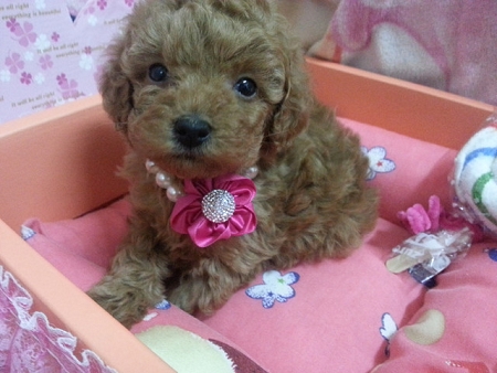 ★可愛紅貴賓★   - 20130429002143_166423799.jpg(圖)