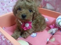 ★可愛紅貴賓★  _圖片(1)