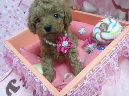 ★可愛紅貴賓★   - 20130429002143_166431162.jpg(圖)