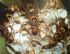 台北市-除蟲達人幫您解決惱人的蟲害問題！ 白蟻 蟑螂 老鼠 蛀蟲 書蝨 螞蟻 跳蚤 室內設計 裝潢 地板 清潔 系統傢俱皆有服務配合_圖