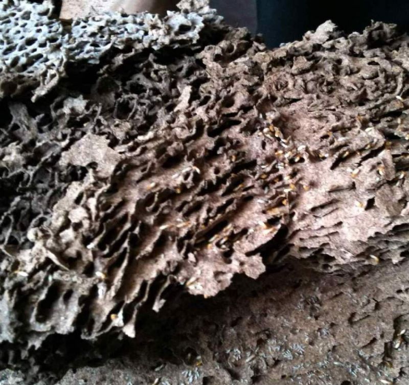 除蟲達人幫您解決惱人的蟲害問題！ 白蟻 蟑螂 老鼠 蛀蟲 書蝨 螞蟻 跳蚤 室內設計 裝潢 地板 清潔 系統傢俱皆有服務配合 - 20121113011738_740746421.JPG(圖)