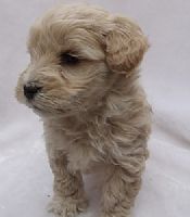 【奶油貴賓幼犬】_圖片(2)