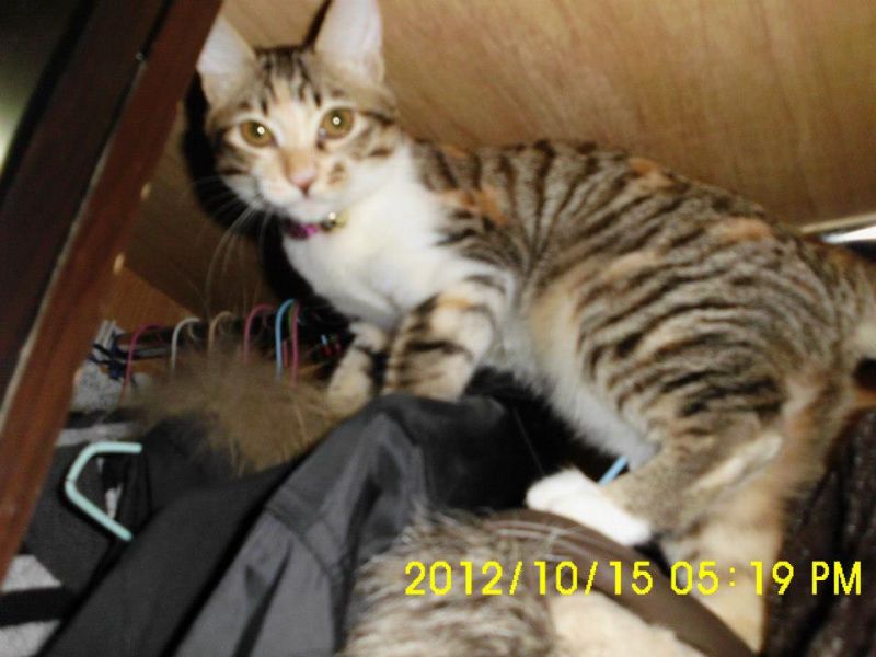 急急急......不見一隻貓在光復橋上不見白底虎斑貓有一些橘色的毛身上有2顆鈴鐺 - 20121118135129_218197328.jpg(圖)