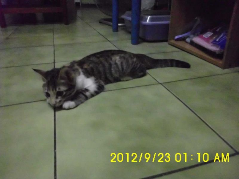 急急急......不見一隻貓在光復橋上不見白底虎斑貓有一些橘色的毛身上有2顆鈴鐺 - 20121118135129_218212921.jpg(圖)
