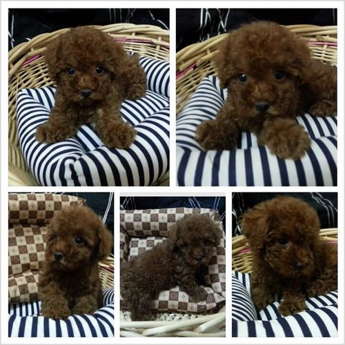 紅貴賓 - 20121119095500_290143022.jpg(圖)