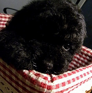 ＿黑貴賓幼犬＿ - 20121120222554_421630718.jpg(圖)