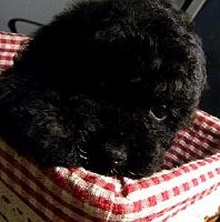 ＿黑貴賓幼犬＿_圖片(1)