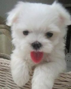 瑪爾濟斯生了♥ - 20121122222559_594416356.jpg(圖)