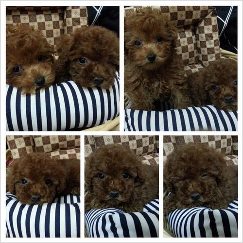 泰迪熊紅貴賓 - 20121129001211_119200450.jpg(圖)