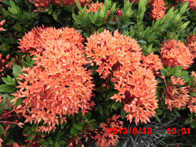 0928590980新北市三芝懷恩寶殿寶塔中元法會105年8月13日14日農曆七月十一日十二日買賣懷恩寶殿骨灰位牌位骨甕位墓地撿骨服務禮儀服務 - 20160808154545-642769433.JPG(圖)