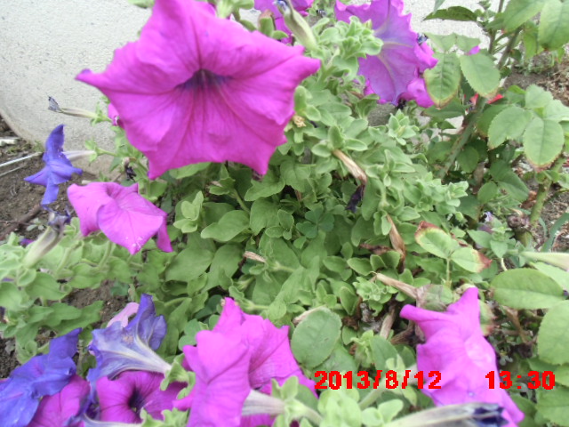 0912802711一0928590980台中七星山地藏殿寶塔105年重陽節歡迎家屬到園區祭拜收購批發價地藏殿骨灰位牌位骨甕位地藏殿寶塔公司或園區過戶塔位權狀買賣一日完成全省寶塔位買賣北部中部南部服務 - 20161014085541-406887646.JPG(圖)