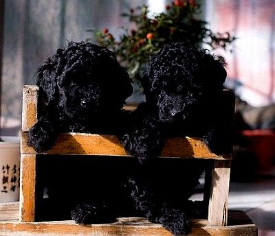 ＿黑貴賓幼犬＿ - 20121129231904_202402530.jpg(圖)