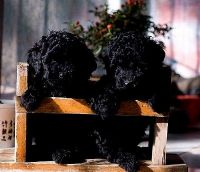 ＿黑貴賓幼犬＿_圖片(1)