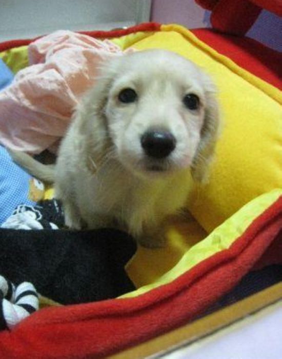 長毛臘腸 奶油色 - 20121204223721_631863475.jpg(圖)