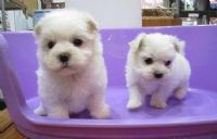 古錐瑪爾濟斯_圖片(3)