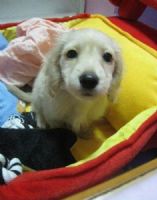 肥滋滋奶油長毛臘腸_圖片(1)