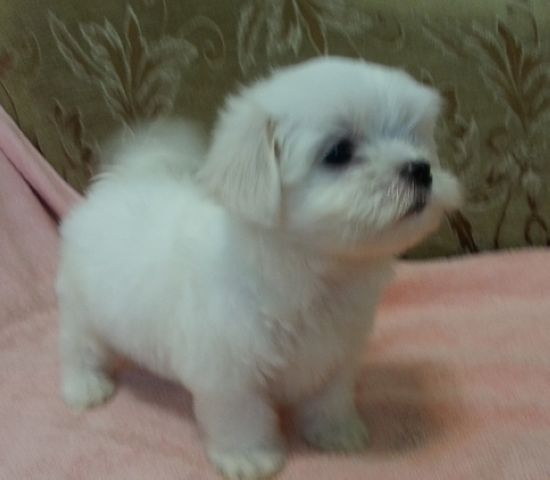 古錐小瑪爾 - 20121214163849_474376375.jpg(圖)