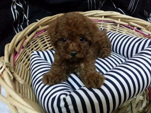 迷你型紅貴賓 - 20121214164041_474479002.jpg(圖)