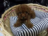 迷你型紅貴賓_圖片(1)