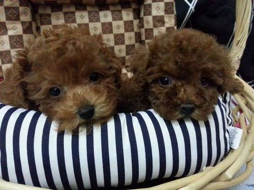 迷你型紅貴賓 - 20121214164041_474484761.jpg(圖)