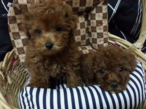 迷你型紅貴賓 - 20121214164041_474487841.jpg(圖)