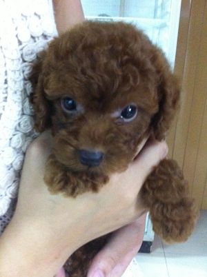 紅貴賓 - 20121216224824_669366186.jpg(圖)