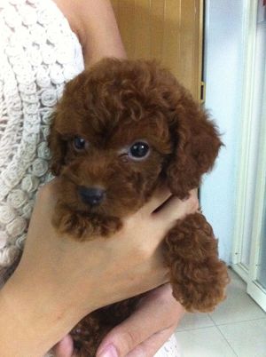 紅貴賓 - 20121216224824_669371930.jpg(圖)