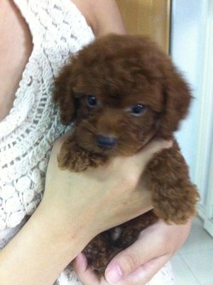 紅貴賓 - 20121216224824_669377209.jpg(圖)