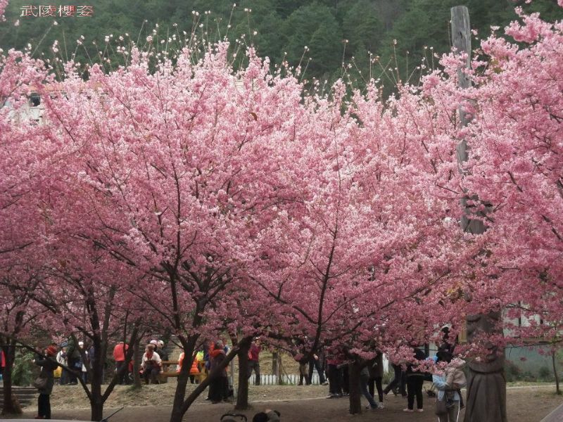 《時尚玩家》包車旅遊~服務好！快樂出門~沒煩惱！時尚玩家帶您任意遨遊。 - 20121224204528_353690625.jpg(圖)