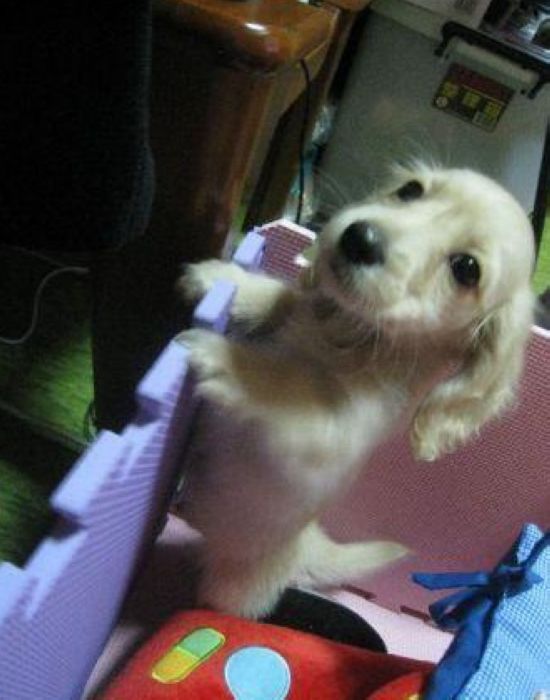 肥滋滋奶油臘腸 - 20130101205327_44945641.jpg(圖)