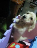 肥滋滋奶油臘腸_圖片(2)