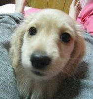 肥滋滋奶油臘腸_圖片(3)