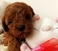 超Cute＂泰迪熊：紅貴賓_圖片(1)