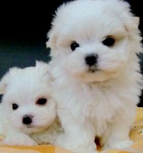 我家♥瑪爾濟斯♥生小孩 - 20130112232043_4144510.jpg(圖)