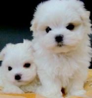 我家♥瑪爾濟斯♥生小孩_圖片(1)