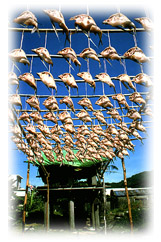 飛魚祭 - 20070307152255_252622884.jpg(圖)