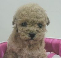 ＊奶油海綿＊ 玩具貴賓_圖片(1)