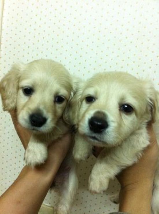 貪吃的小胖子奶油長毛臘腸 - 20130311182151_997352634.jpg(圖)